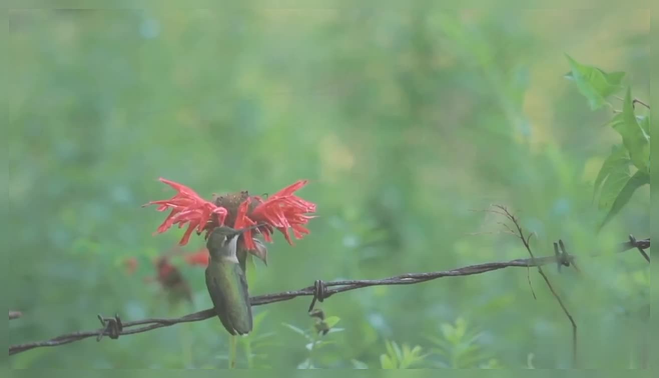 Beautiful Hummingbird Nature Beautiful Nature Hummingbird Hummingbird With Red Flower