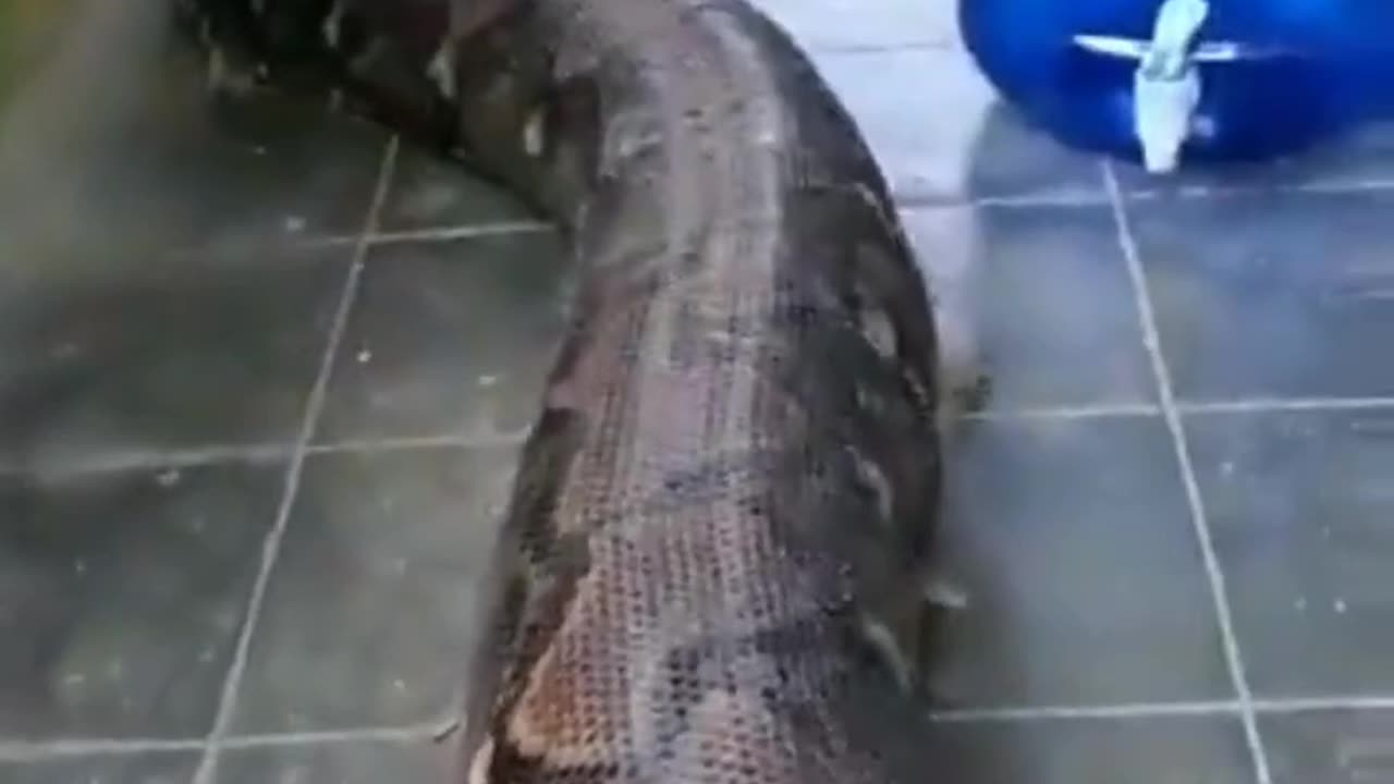 wow! Big snake 😱😱😱