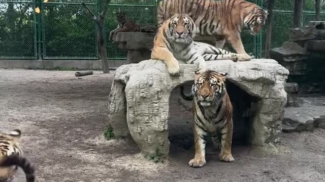 tigers