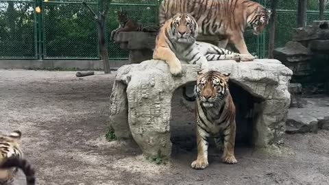 tigers