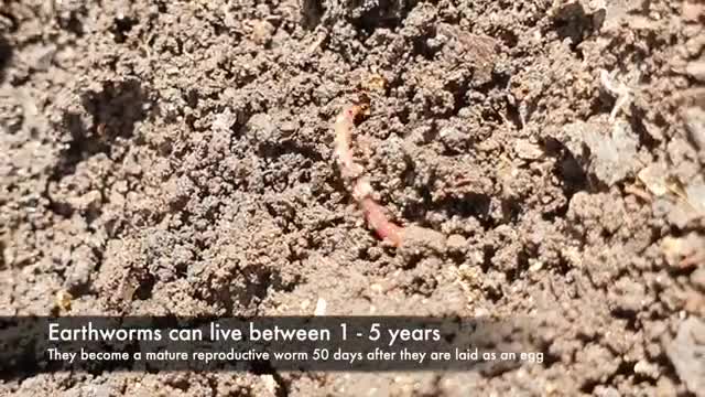 Basic Life Cycle of a Typical Earthworm_Cut