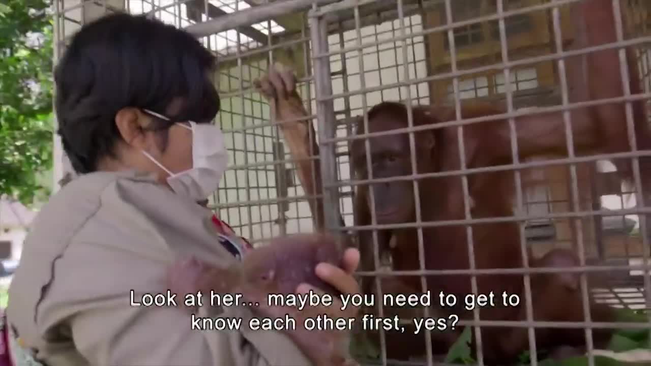 Mother Orangutan's Reunited With Her Kidnapped Daughter