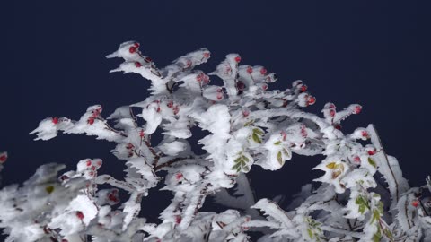 The Hoarfrost Formed on Plant