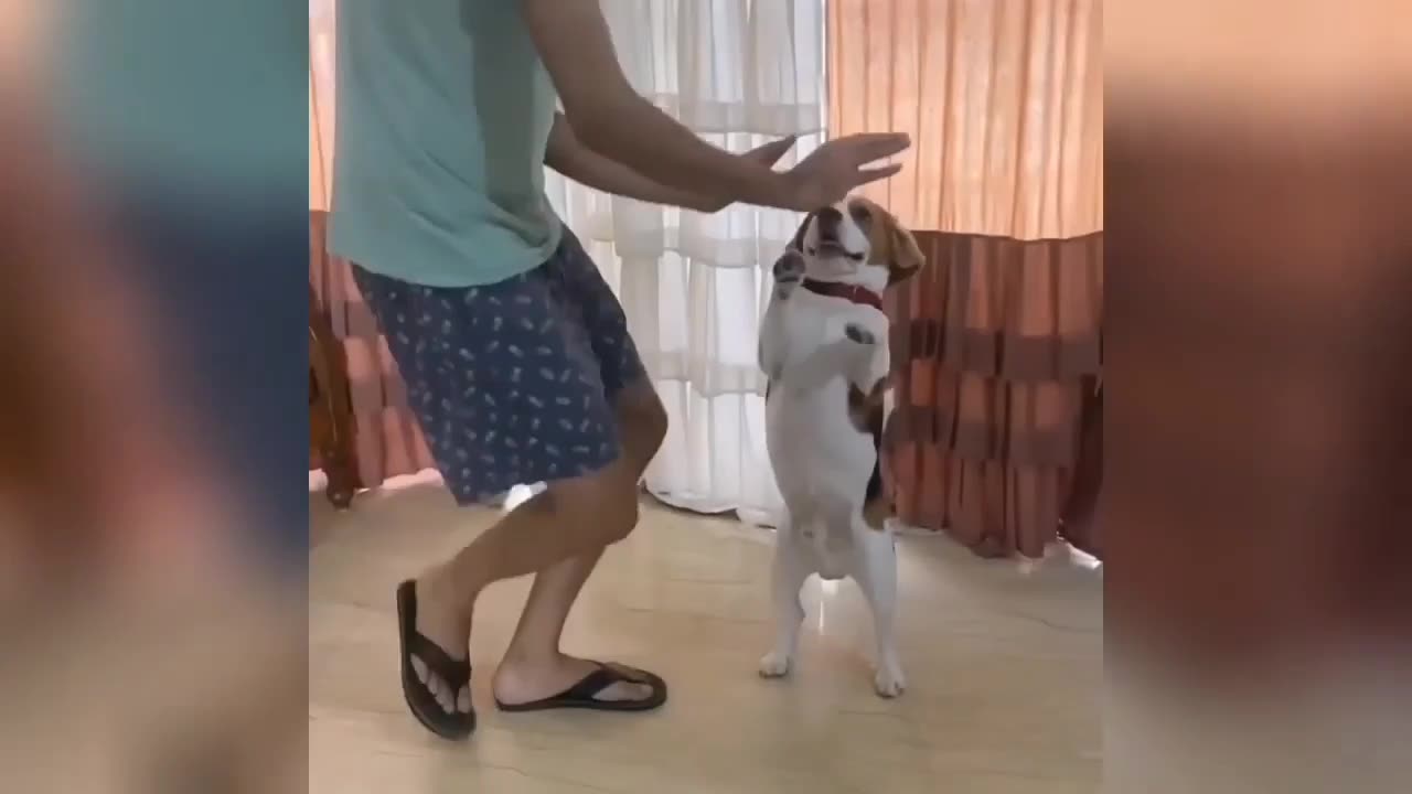 Little Dog 🐶 Superb Dancing Video