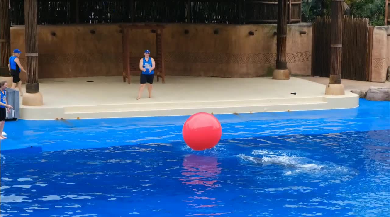 Dolphin Playing with Ball | Dolphin Jumping in the Water