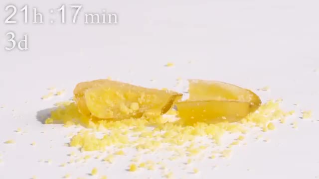 Egg VS Ants Timelapse