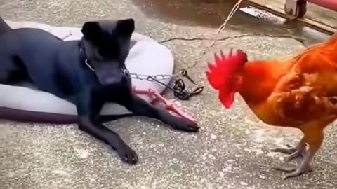Dog & hen fight funny videos