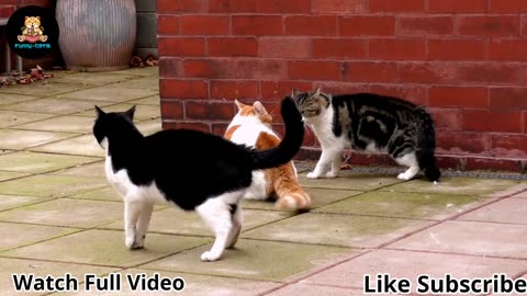 funny animals || New Cats 2023 || funny cat videos