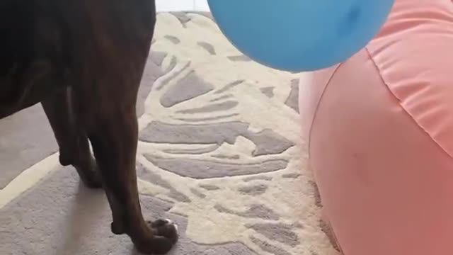 Doggo Plays Keep Away with Balloon