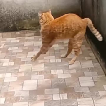 Episode 3| cute cats and dogs compilation video | cutest baby animals