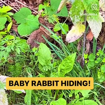 BABY RABBIT