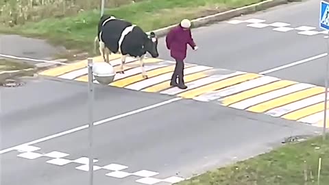 Cow waits everyday for Grandma to help her safely cross