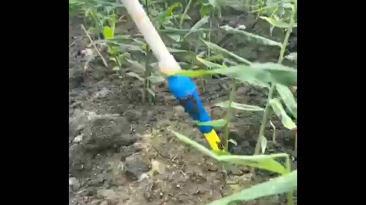 Ginger farming #agriculture #farming