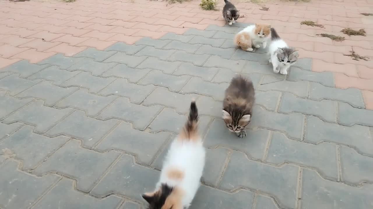 cute baby cat playing in garden