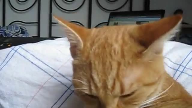 Funny Cat- Reaction to Cat Nip