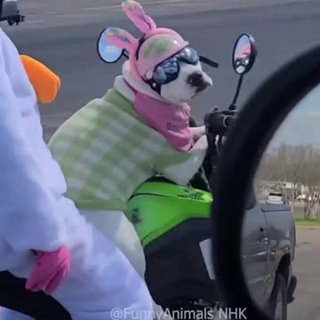 Funny cat and dogs 😂😂