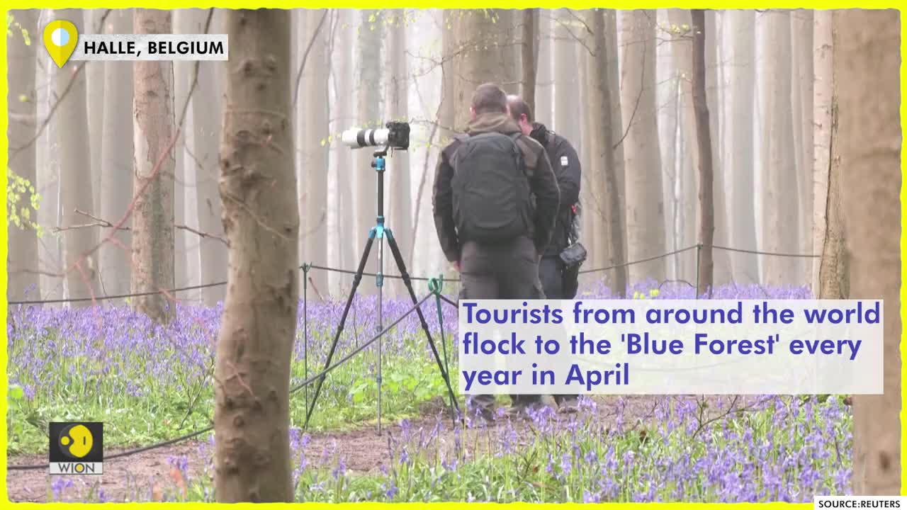 Have you seen this 'Fairytale Forest' yet _ WION Edge