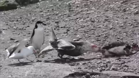 Penguin Comrades Watch in Horror as Helpless Penguin Is Ripped Apart by Seagulls on Beach