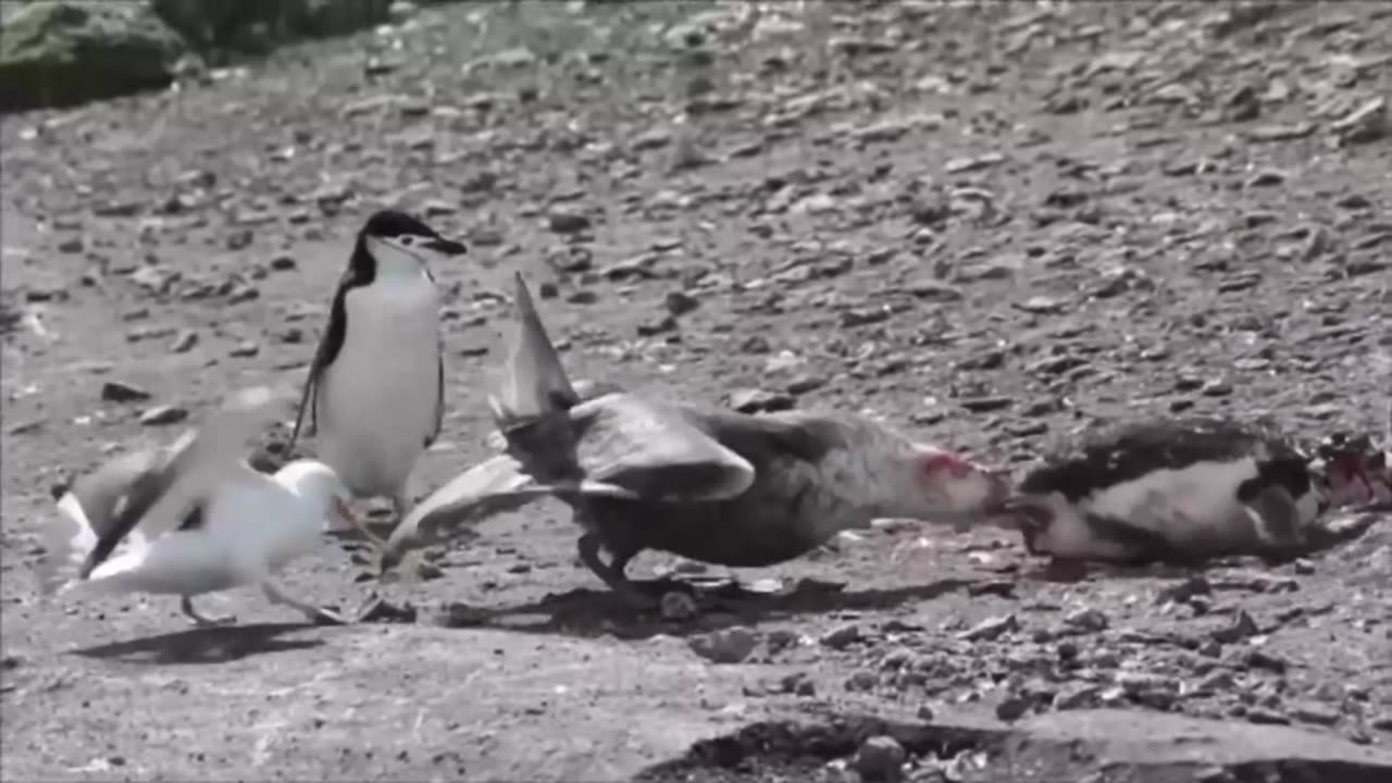 Penguin Comrades Watch in Horror as Helpless Penguin Is Ripped Apart by Seagulls on Beach