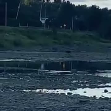 Ourson Vidéo Notre-Dame-des-Pins