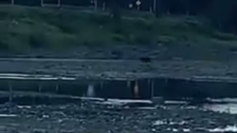 Ourson Vidéo Notre-Dame-des-Pins