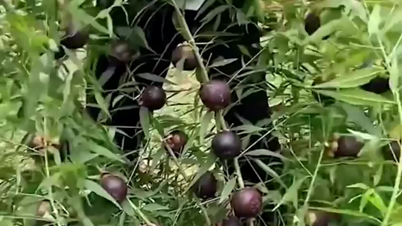 How fresh? this fruits & veggies from the garden!