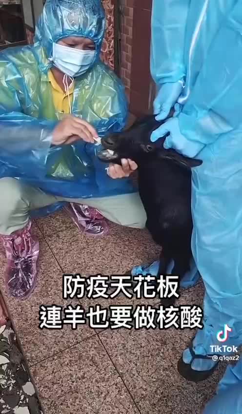 Yes you seen it right. The CCP testing a goat for CHY-NA virus 🤪