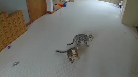 Jumping Bengal Kittens (Slow Motion)