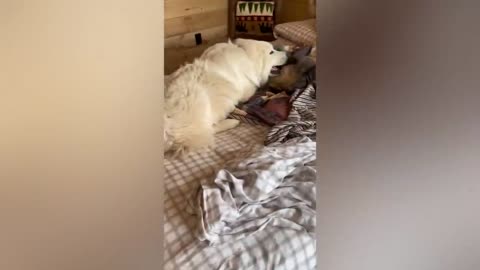 Best animals videos Cat Vs dogs intresting video