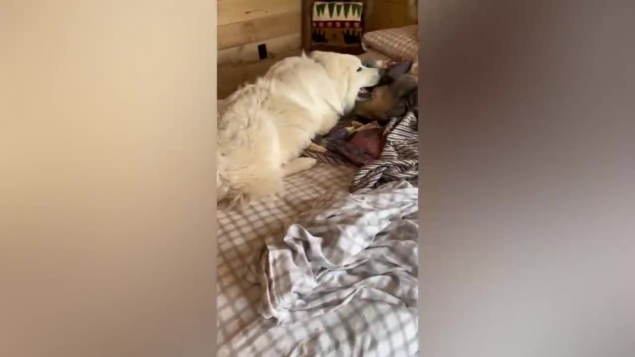 Best animals videos Cat Vs dogs intresting video