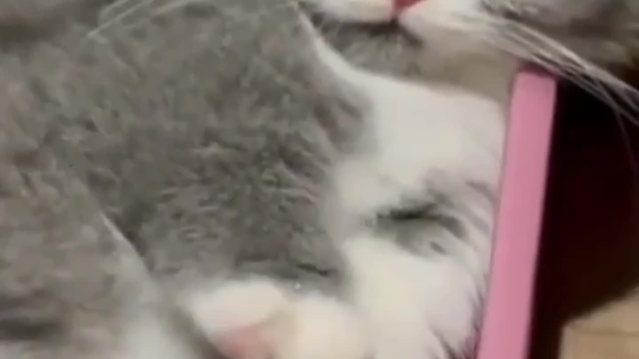 Funny animal videos 😄 Compilation | Funniest Cats and Dogs | Try Not To Laugh