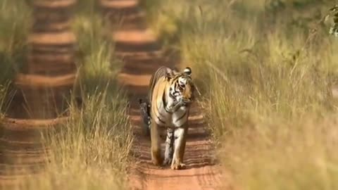 Wildlife