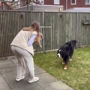 Golden Retriever Puppy Meets Big Dog!