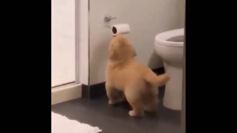 Dog, elegant posture, high degree of cooperation; Are puppies so sensitive?