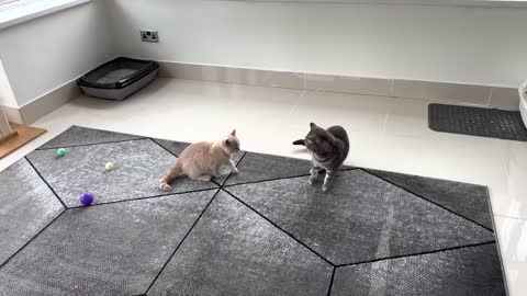 Kitten Meows Before Attacking Cat(1)