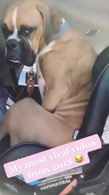 Remember a few years ago Nacho’s funny antics caused him to go viral?! 🐶