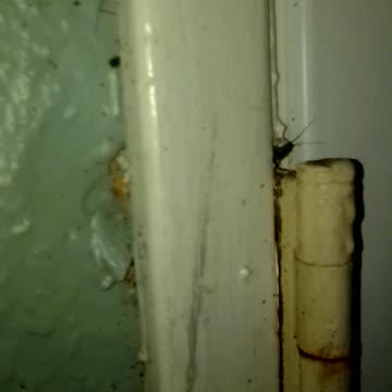 hueres de nettoyage, chaque jour, morsure d'araignée pour puebLos, et pour alis aussi, merci....