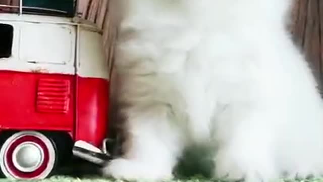 Baby cat