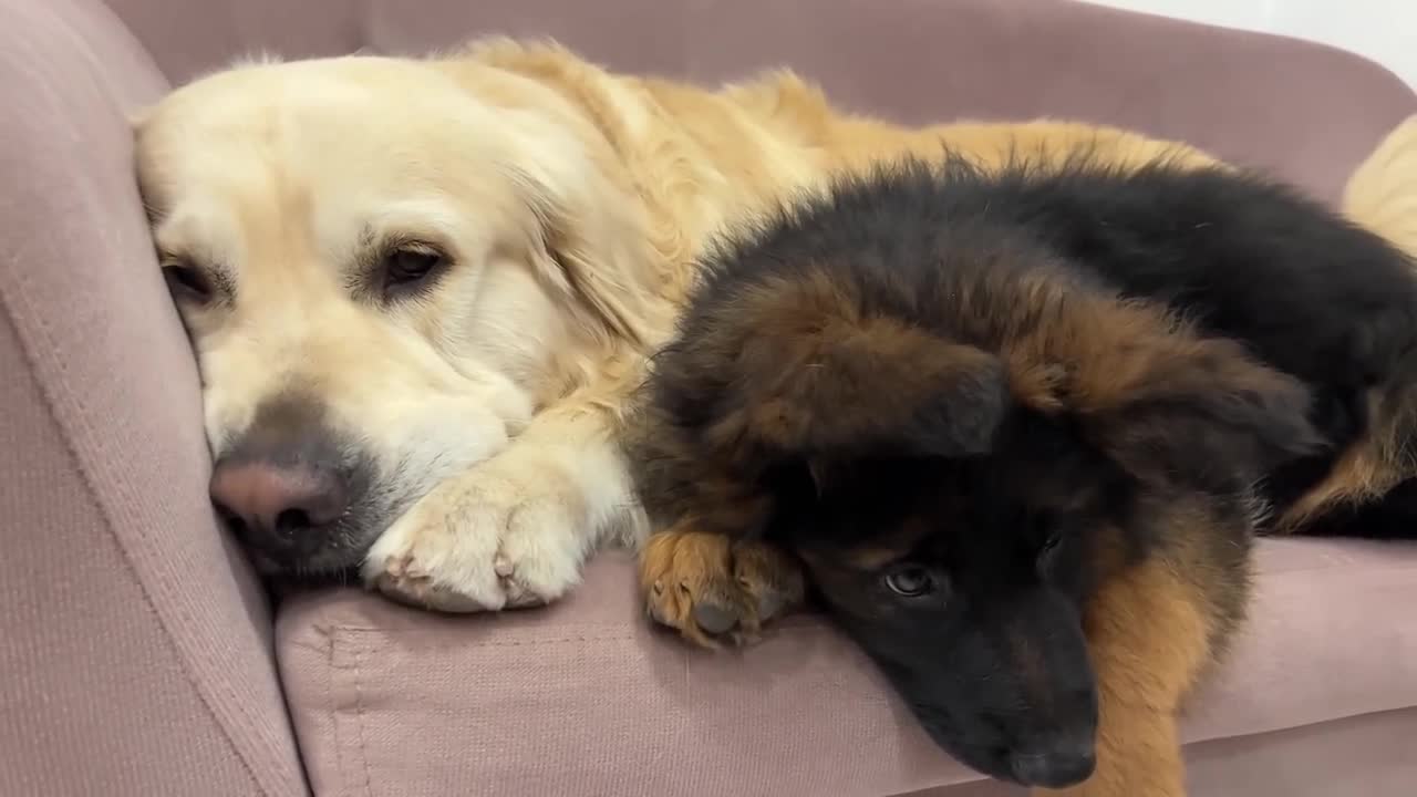 Golden Retriever Shares a Sofa with Puppies