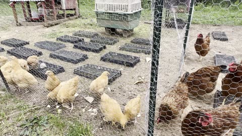 Baby Chicks Move Home. AND.. Have You Ever Seen A 'Chicken Garden'?