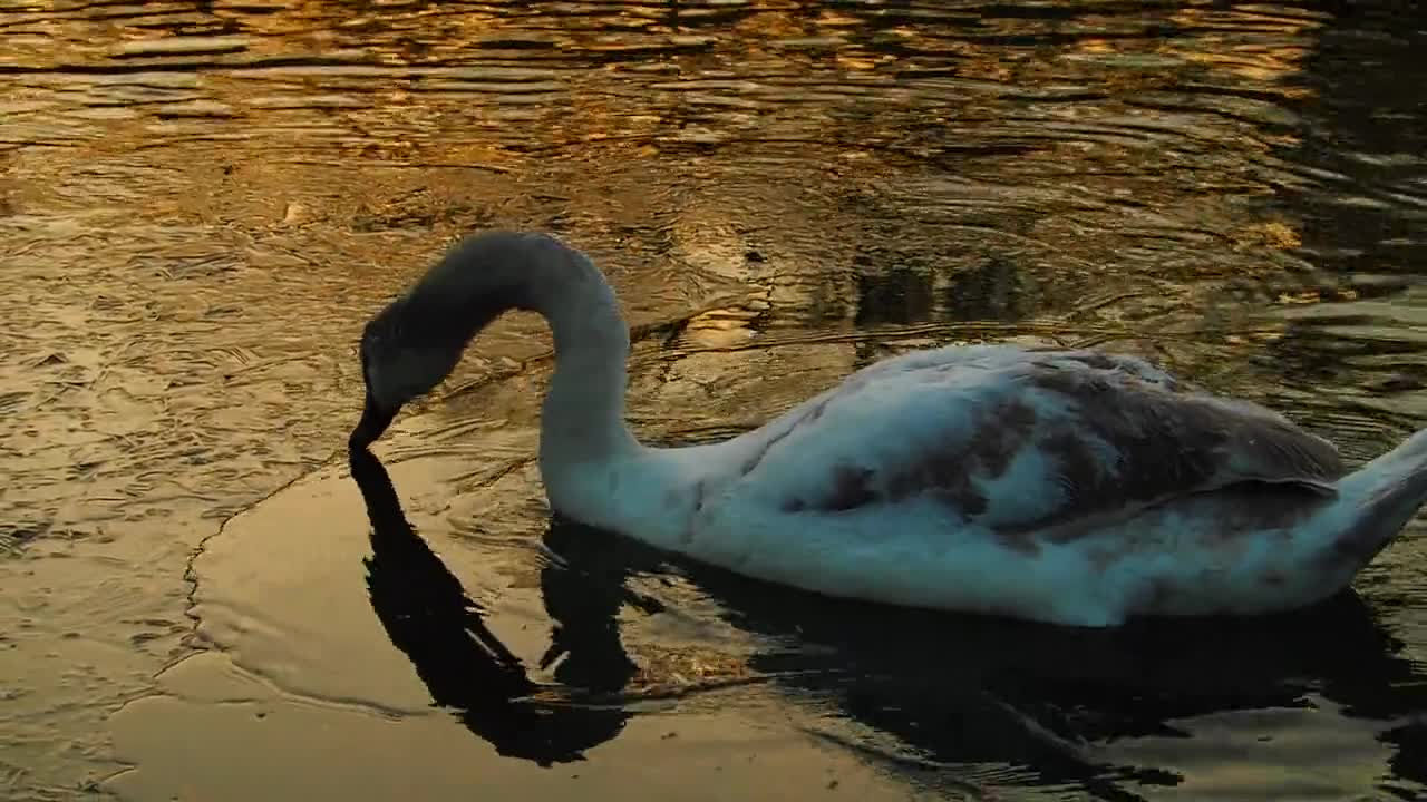 Swan Water Lake Swim Birds Feather Animal Nature