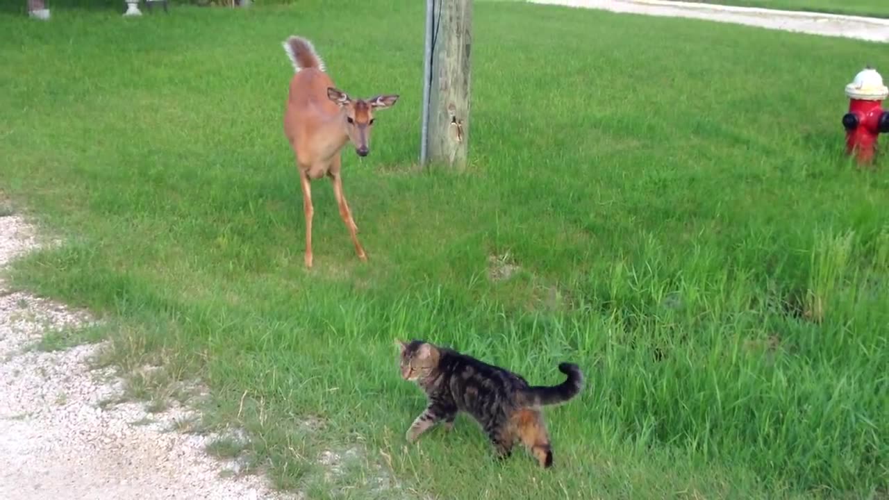 Cat and Deer