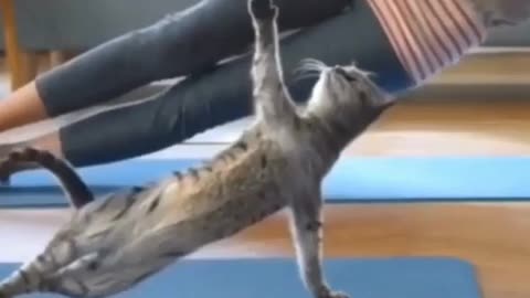 funny kitty exercise