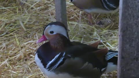 Brahma pullets (9)