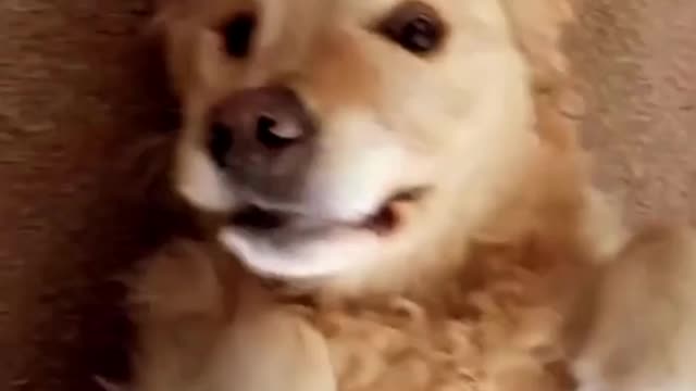 My Golden Retriever Puppy Has Lots of Cute Moments Like These