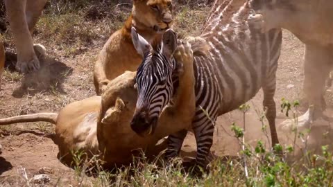 Lion killing and hunting zebra