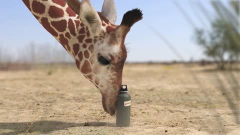 Elephant vs Giraffe Water Fight