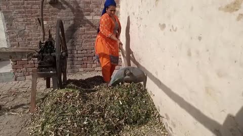 Gao Ki Larkio Ky Kaam Dekho _ Rural Life, village girl, rumble viral village girl vlog