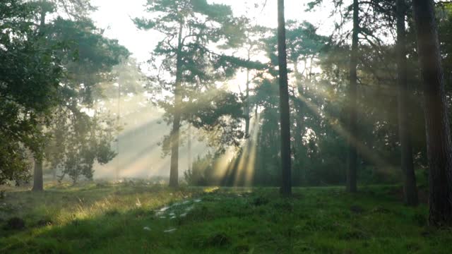 Beauty of nature /foggy forest