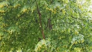 🌳 Linden trees in bloom in Berlin 🇩🇪